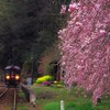 しだれ桜の駅