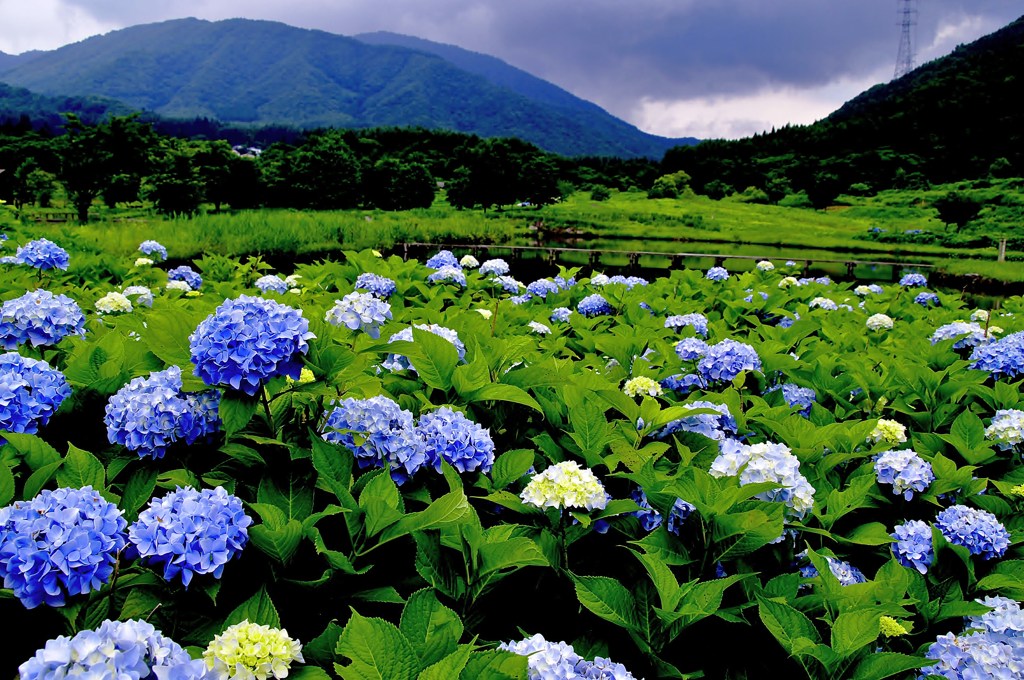 紫陽花公園(2)