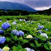 紫陽花公園(2)