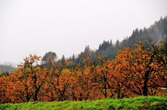 秋の柿畑
