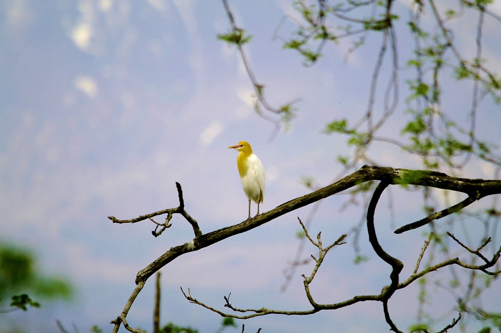 初.アマサギ君