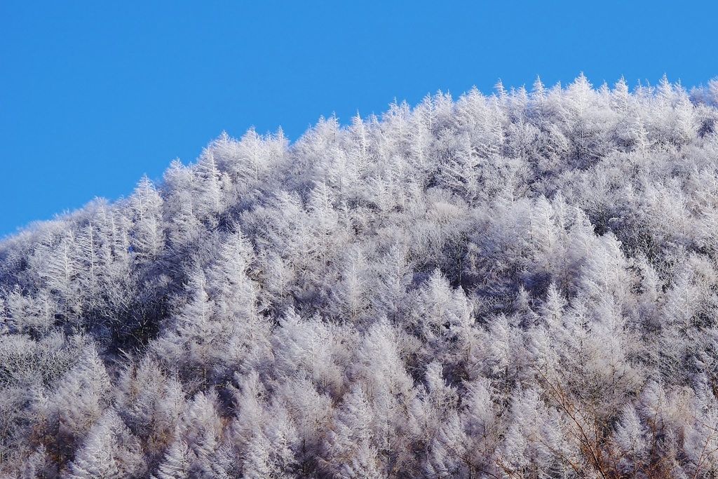 初樹氷