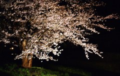 最後の桜(夜)