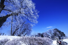 冬の桜　３　「雪堀」