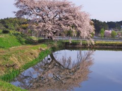 芳水の桜