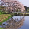 芳水の桜