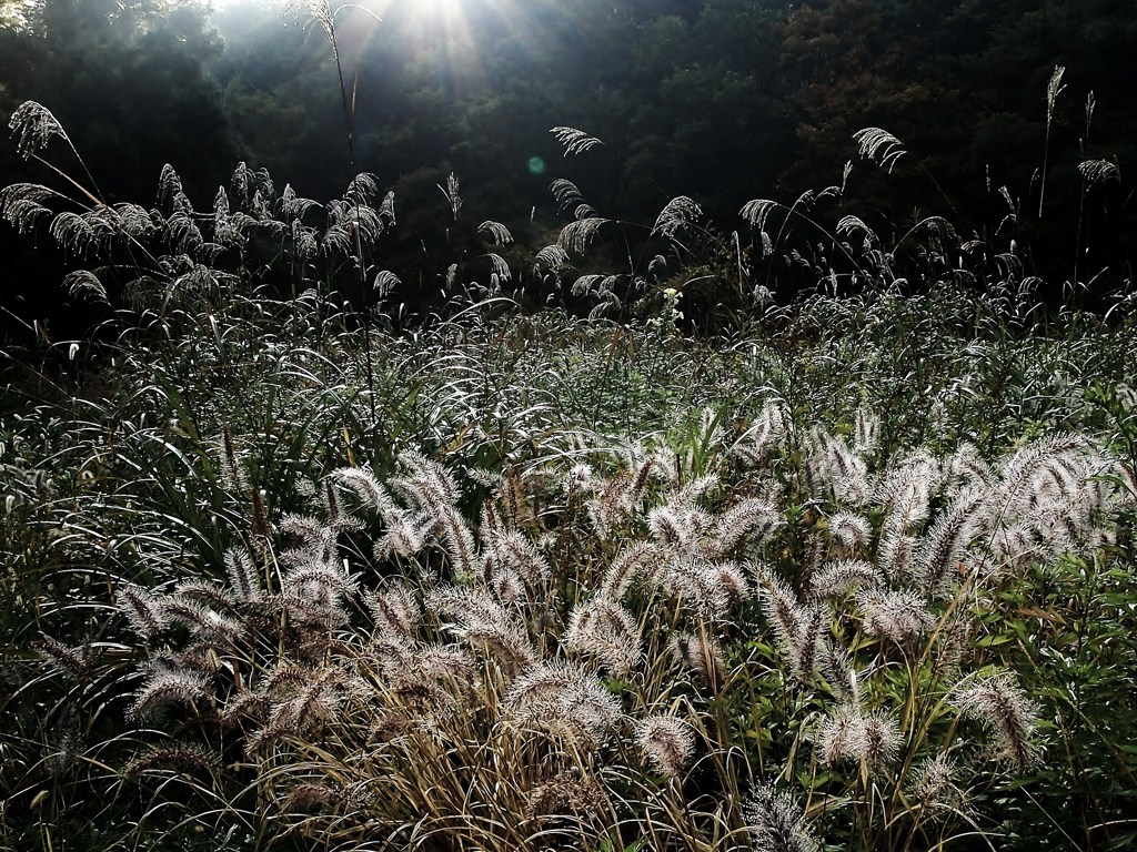 逆光の霜花火