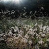 逆光の霜花火