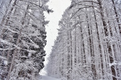 豪雪の中