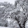 120回の冬