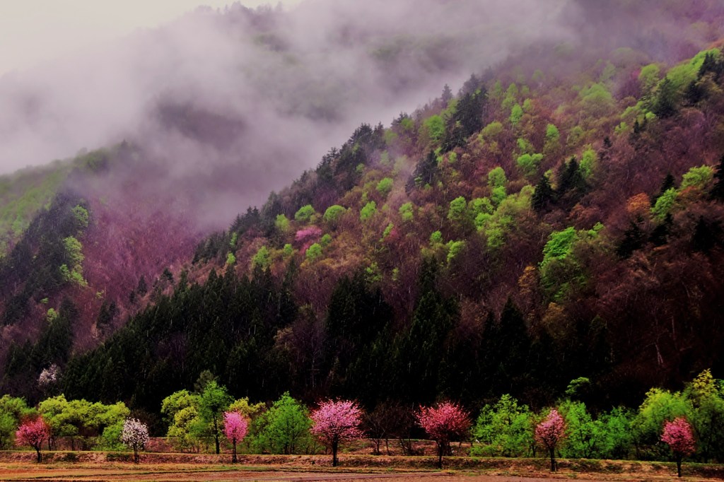 プチ山桜