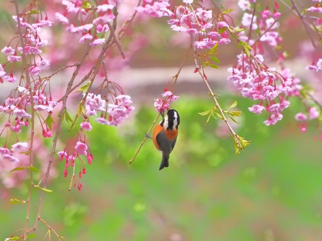 桜遊び