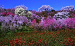 花見山満開