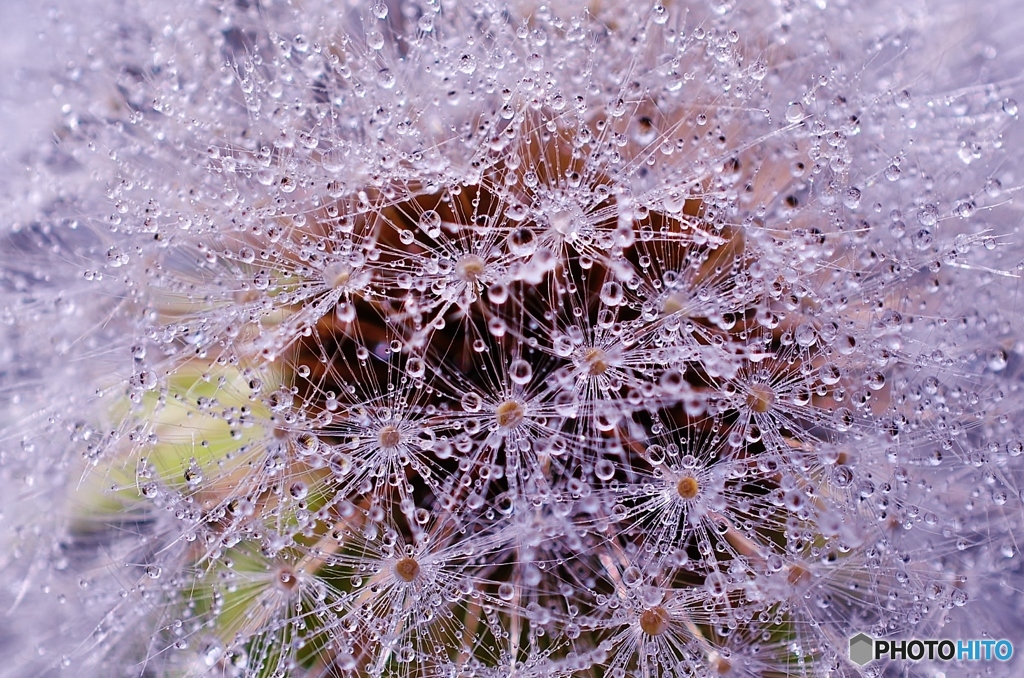 水玉タンポポ