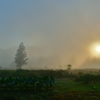 サトイモ畑の朝