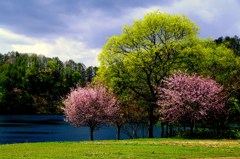 曽原湖の子桜