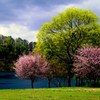 曽原湖の子桜