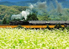 蒸気機関車と蕎麦畑