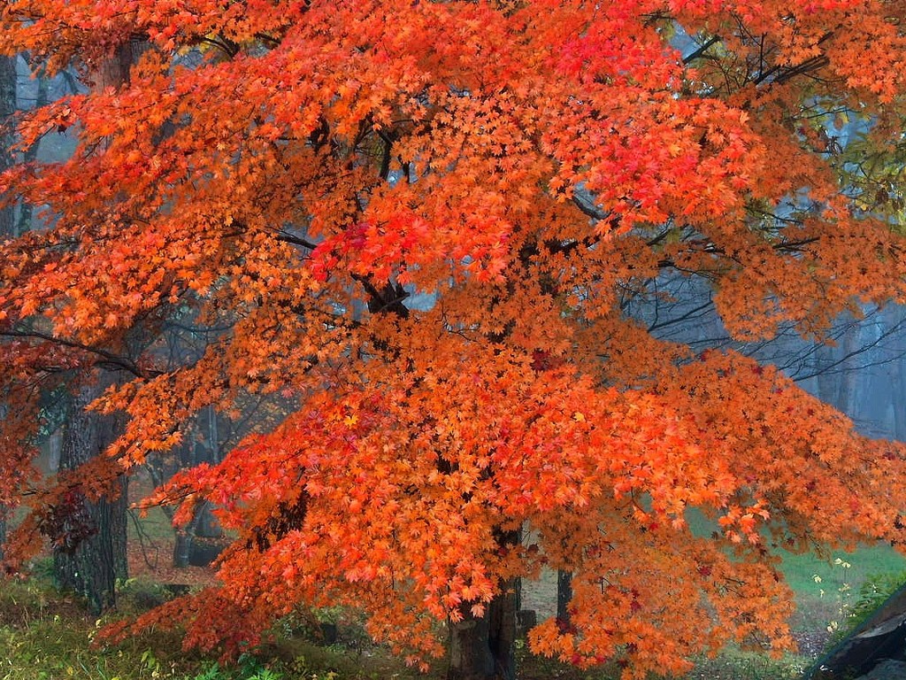 森で見つけた大もみじ