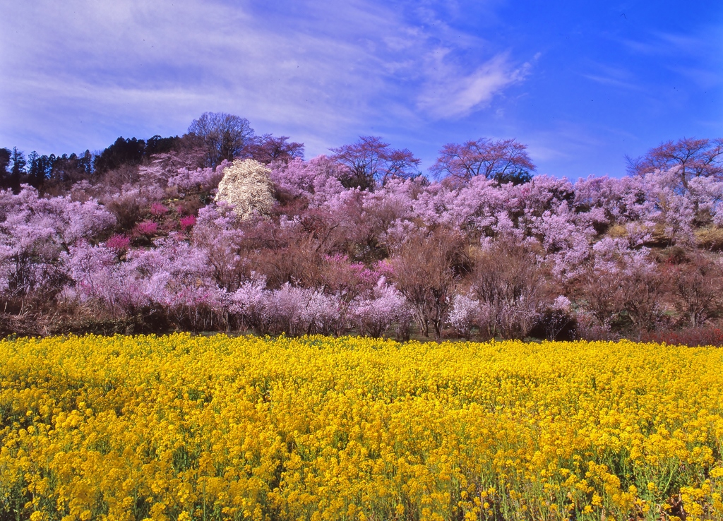 今年の花見山^^