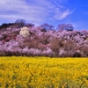 今年の花見山^^