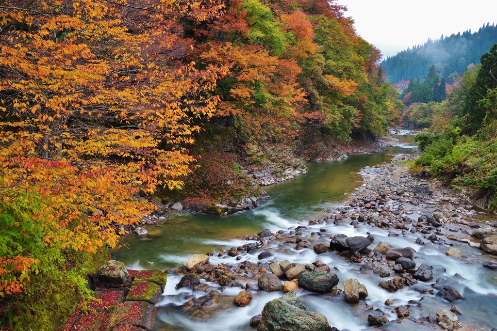 金山町(野尻川)紅葉