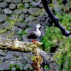 始めて見たカモ^^