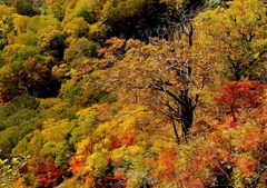 磐梯吾妻スカイラインの紅葉