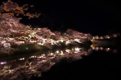 夜桜散歩