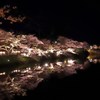 夜桜散歩