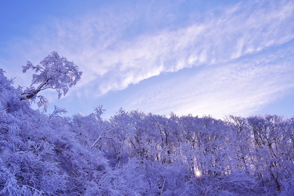 輝く樹氷