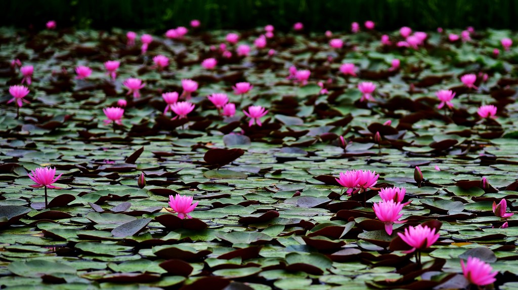 朝花色