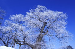 冬の桜