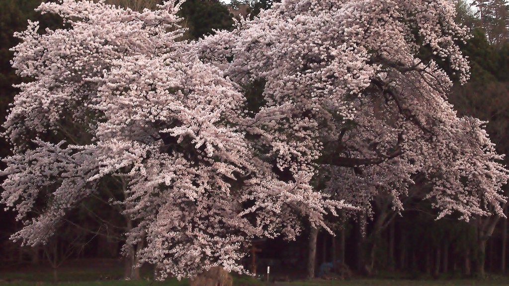 桜の王様