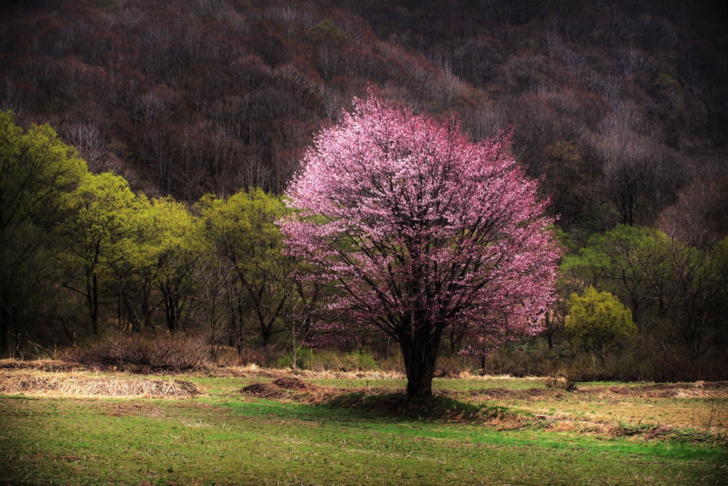 裏磐梯の一本桜