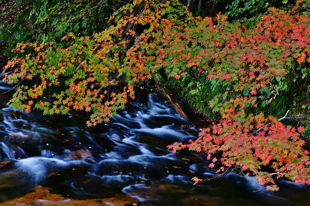渓流の紅葉