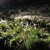 草原の輝き