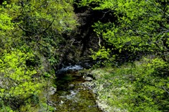 新緑の渓流