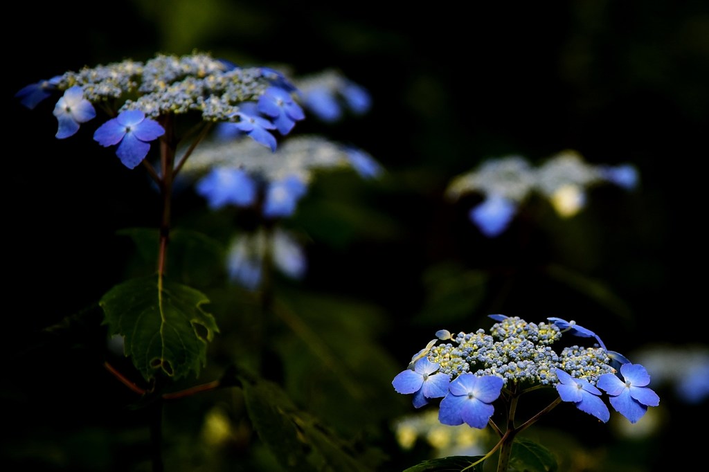 野生紫陽花