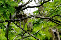 ゴイサギ幼鳥.一休み