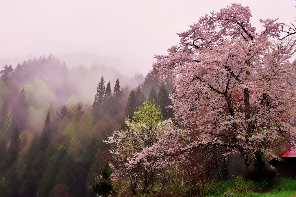 うえんでの桜