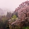 うえんでの桜