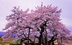 会津の桜