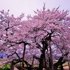 会津の桜