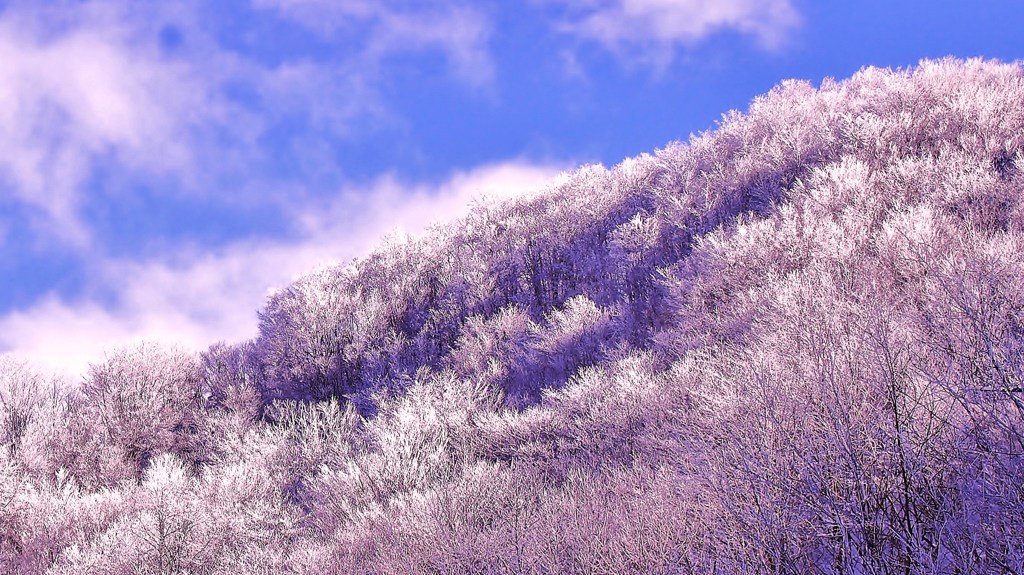 青空樹氷