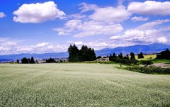 蕎麦の花満開(美里町)