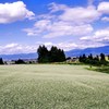 蕎麦の花満開(美里町)