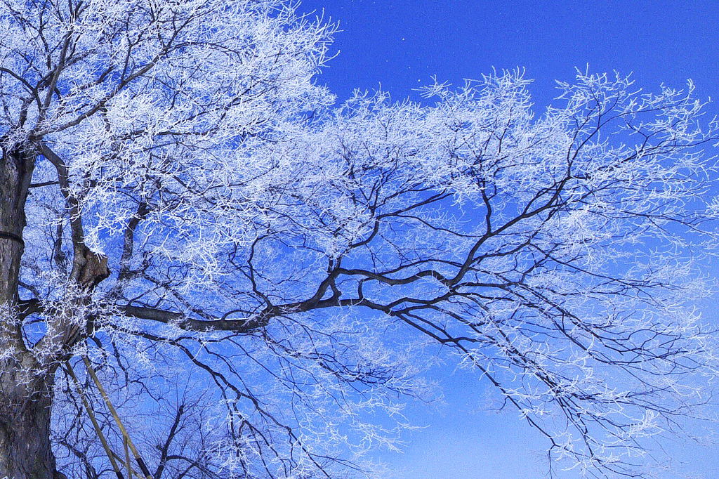 冬の桜　２