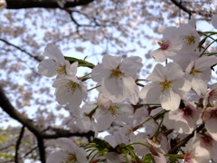 DSCF7775