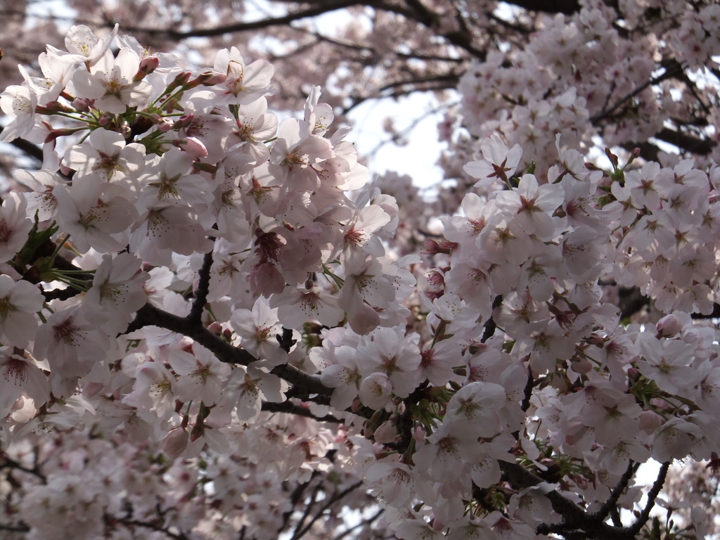 DSCF7751